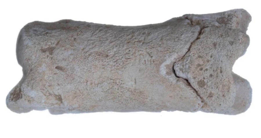 Akhetaten Egypt Ancient Bone Whistle