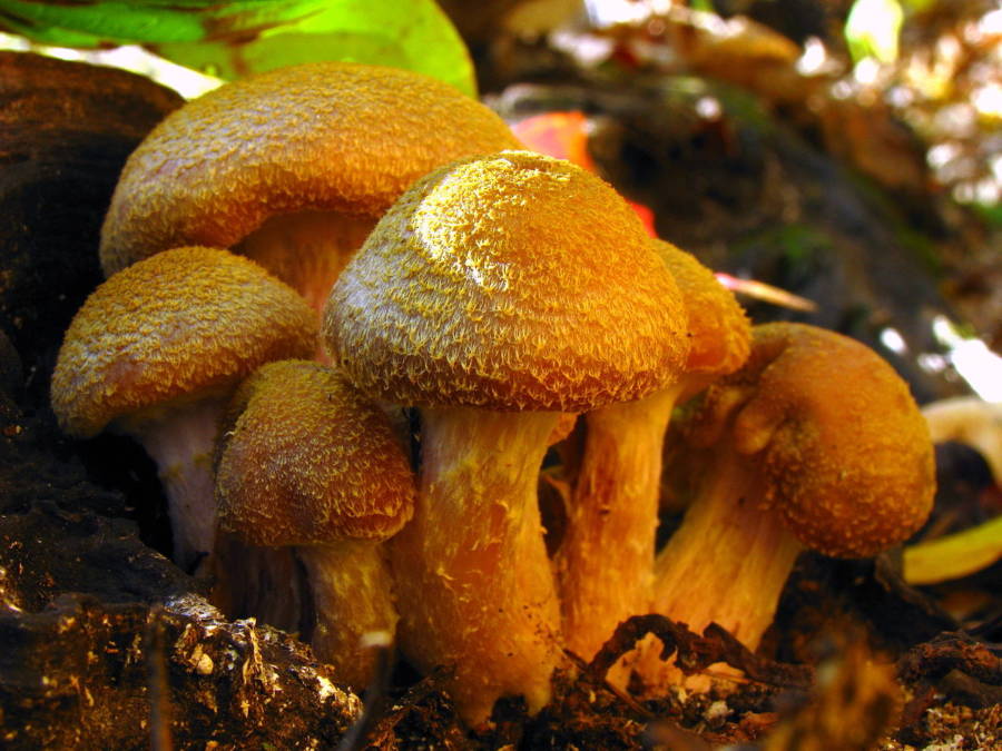 Humongous Fungus