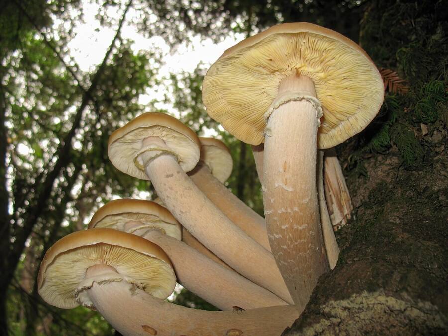 Humongous Fungus Oregon