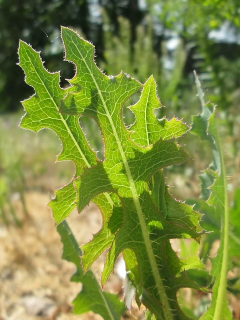 wild lettucw