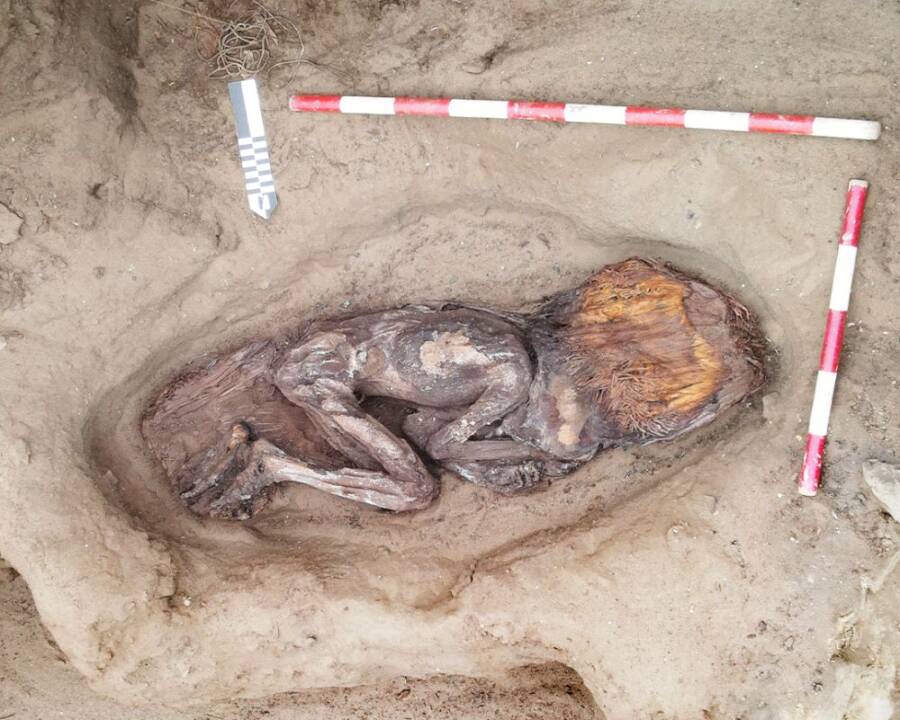 Caral Peru Ancient Elite Woman Burial