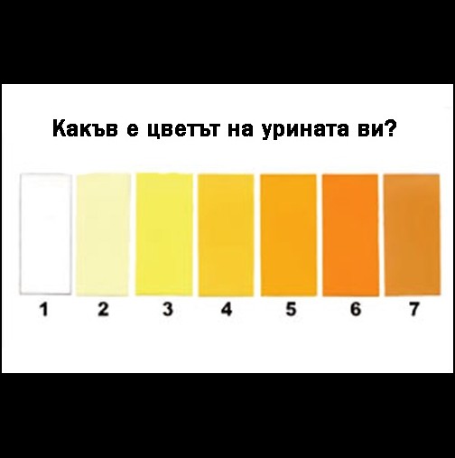 Тайните на тялото: Какво разкрива урината за вашето скрито здравословно състояние