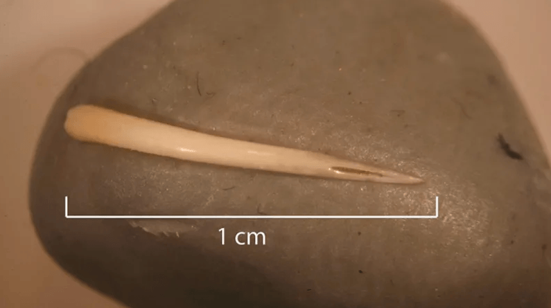 Fossilized Poop