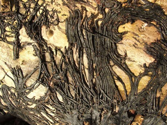 Armillaria Rhizomorphs