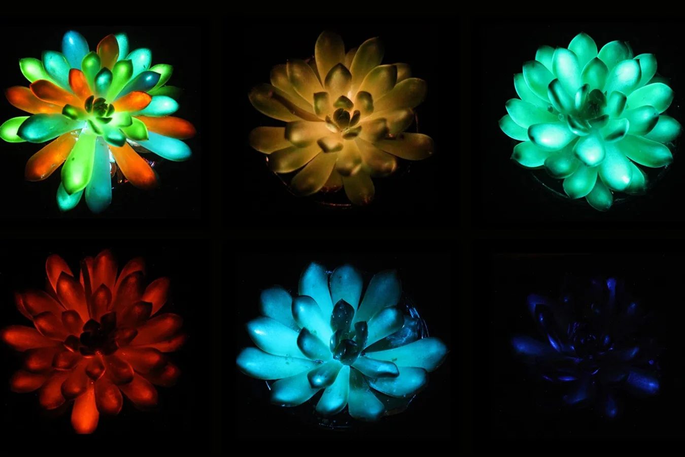 Glow In The Dark Succulents