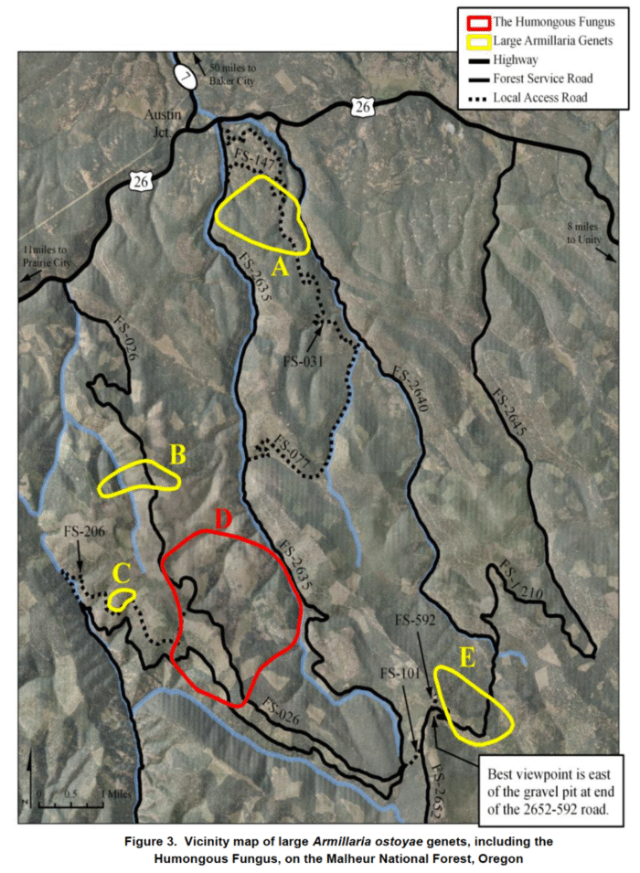 Humongous Fungus Map