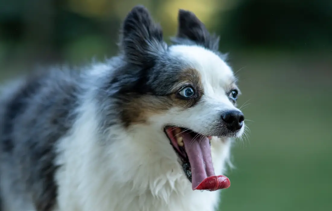 Aussiepom