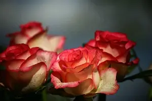 Клеопатра и розите