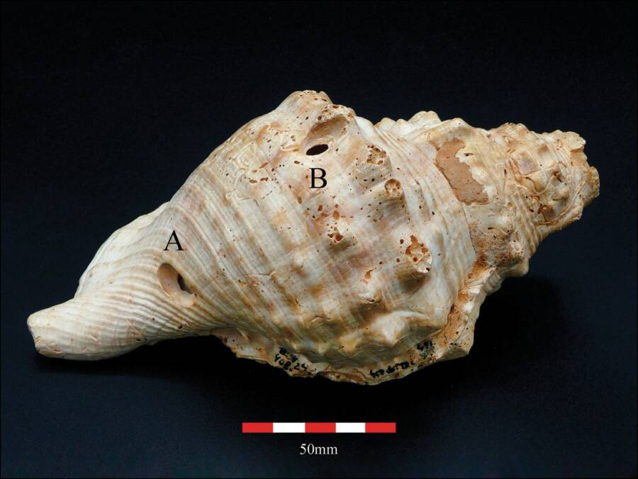 One Of The Conch Shells