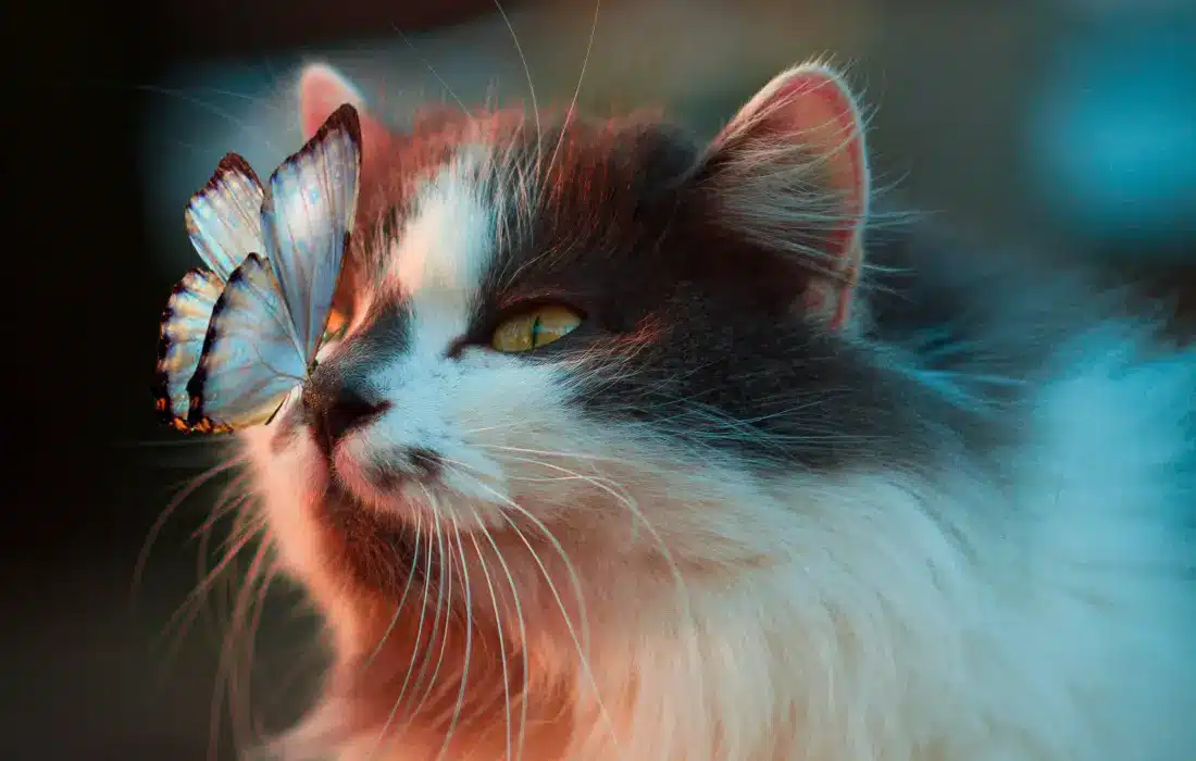 Котчета в игри