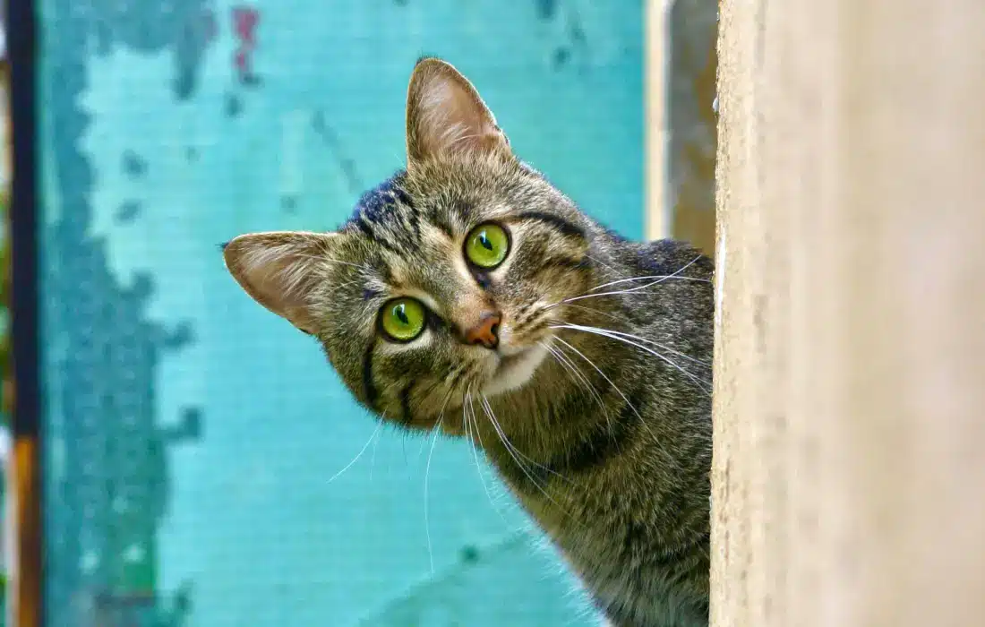 Котка в уютно пространство