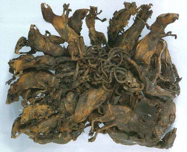 Biggest Rat King Ever