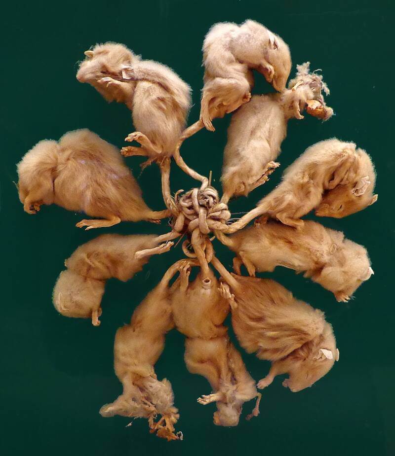 What Is A Rat King