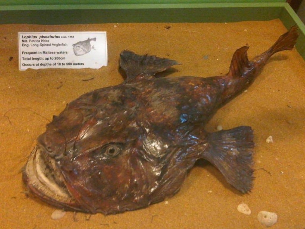 Морски дявол