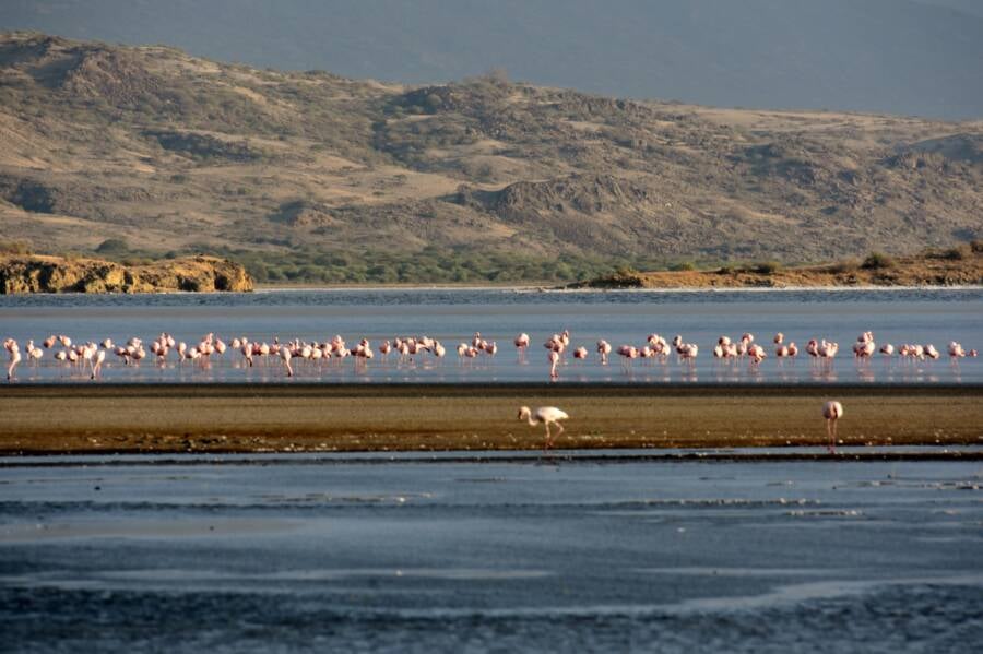 Flamingo Breeding Ground