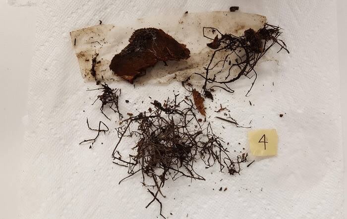 Tendrils From Worlds Biggest Mushroom