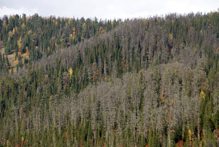 Trees Dying Due To Armillaria Gallica Mushroom