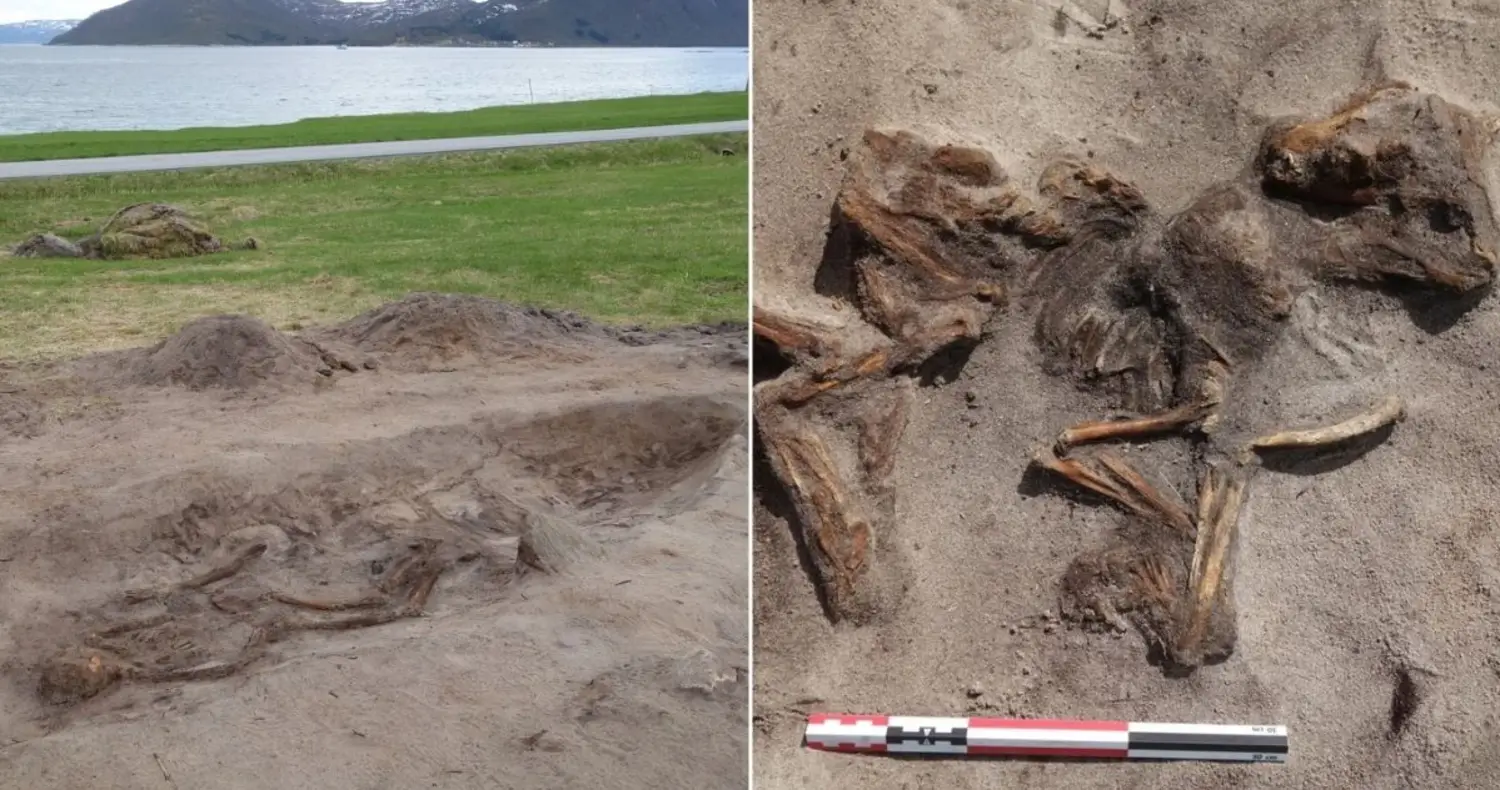 Археолози в Норвегия разкриха 1100-годишен гроб на викингска знатна дама и нейното куче