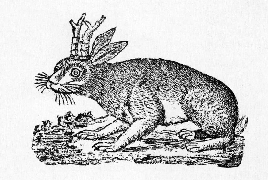 Cryptids
