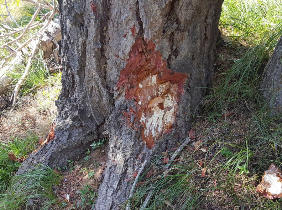 Worlds Largest Organism Under Tree Bark
