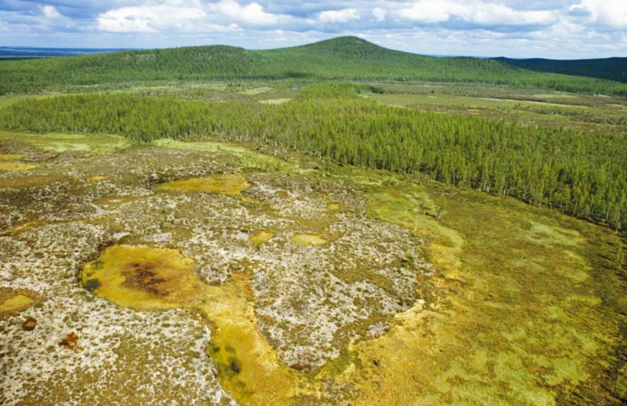Siberian Forest Regrowth