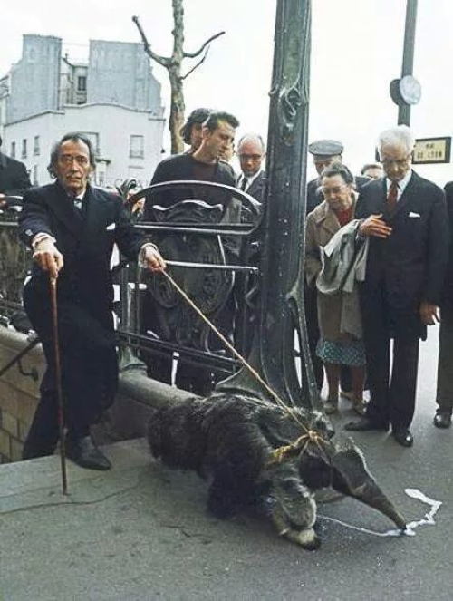 Дали и мравояд