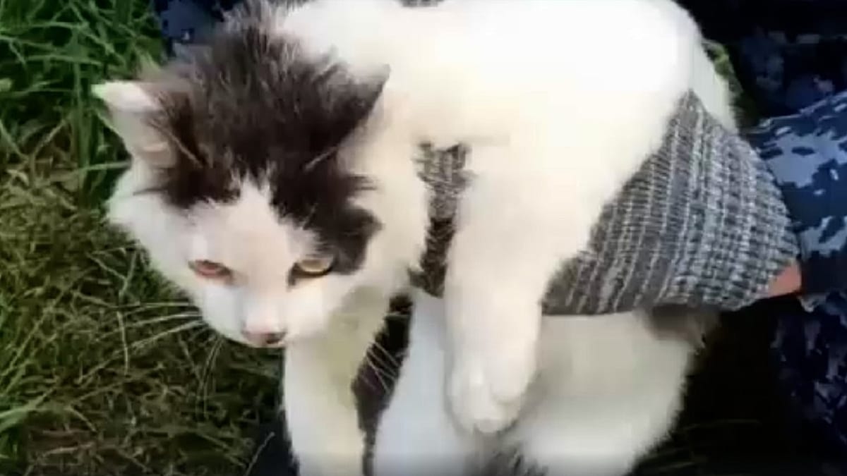 Котешки куриер: Невероятният опит за контрабанда в руски затвор