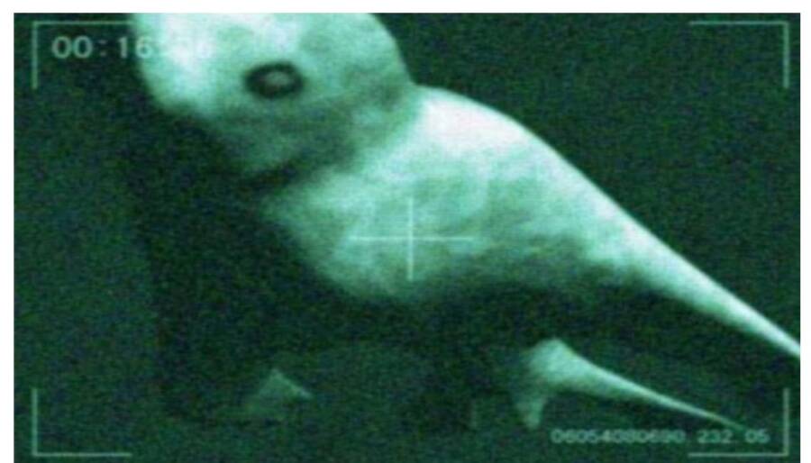 Ningen Underwater