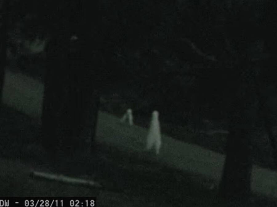 Fresno Nightcrawler