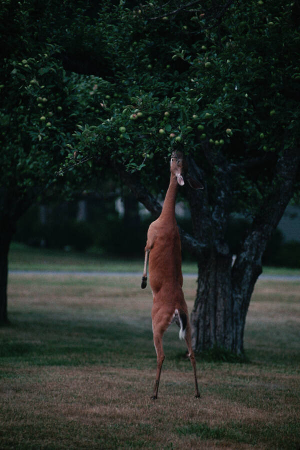 Deer On Hind Legs