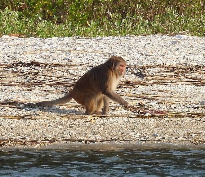 Morgan Island Rhesus Monkey