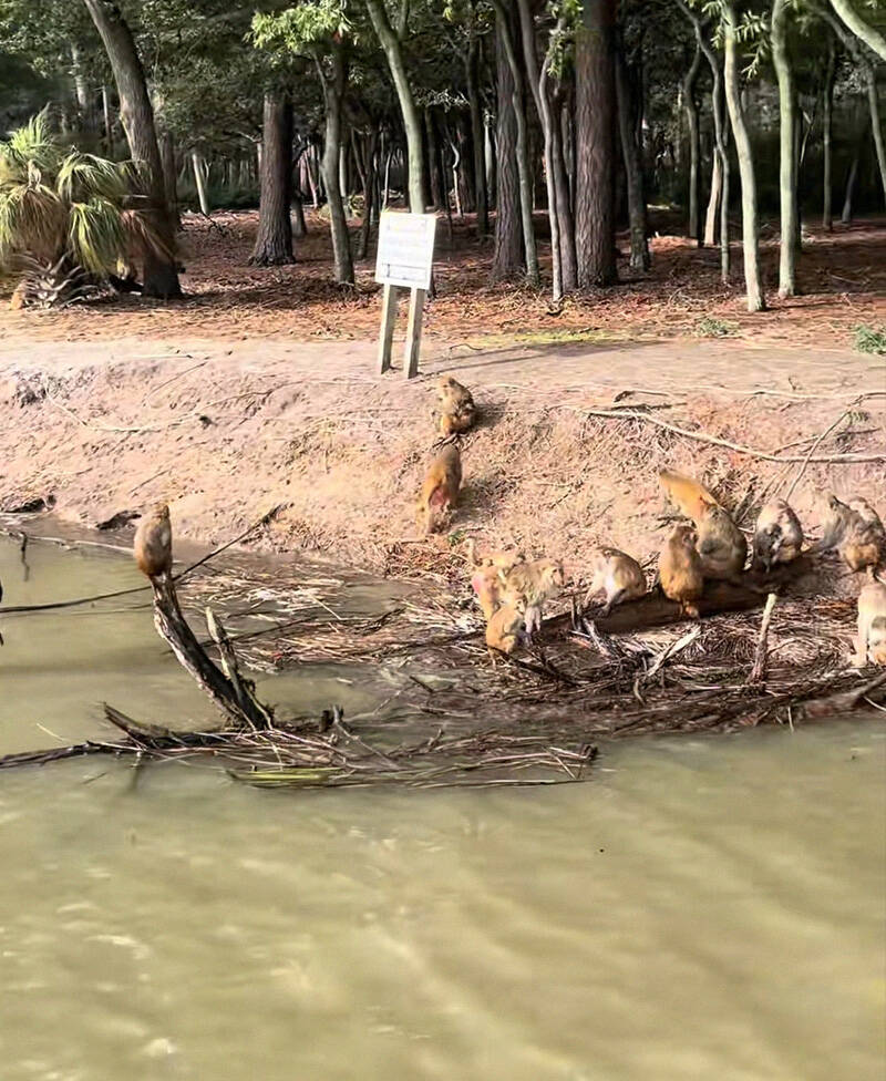 Monkeys On Morgan Island