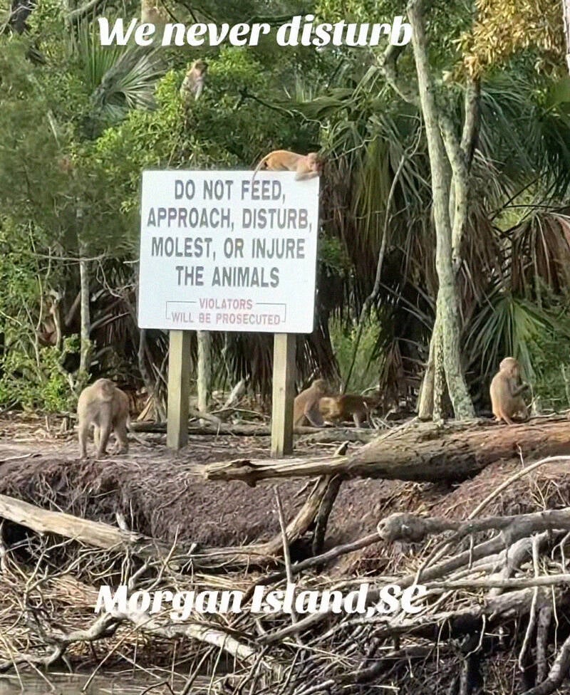 South Carolina Monkey Island