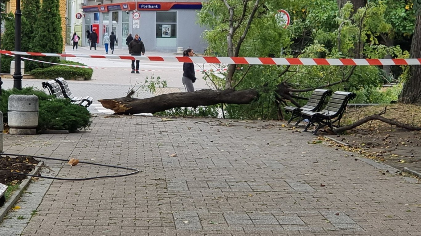 стихия поваля дърво в сливен: пешеходец пострада тежко край църквата “свети димитър”